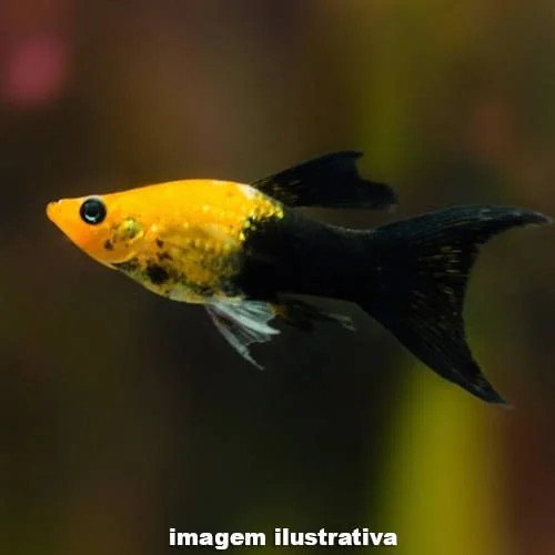 Molinesia Gold Black 2-4cm Lyra