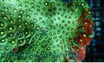 Favite Green