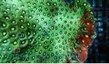 a85aeab6411399dd5374779f887cc982.png Favite Green