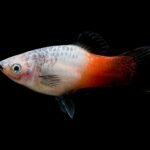 Platy Tricolor