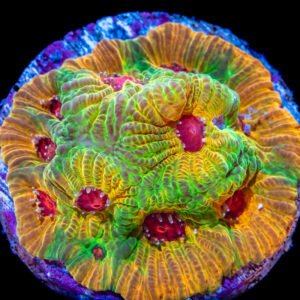 b9fb81cb1c36ab99fe7037b5ff731a66.jpg FAVITES FASCINATION MUDA Favites spp