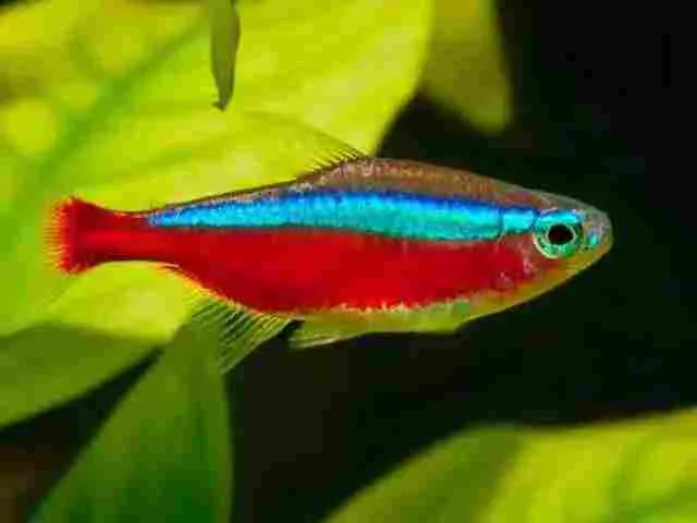 Tetra Neon
