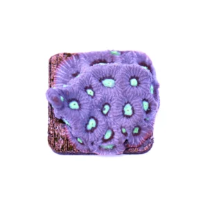 c1770481b87f2daf642295fc882344bc.webp Favite Purple