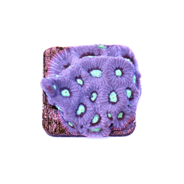 Favite Purple
