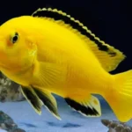Labidochromis Caeruleus Super Yellow | 3 a 5 cm | Lago Malawi