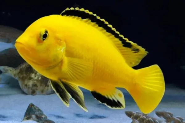 d37ef8abc21aa47ff712748e4789d7ad.webp Labidochromis Caeruleus Super Yellow | 3 a 5 cm | Lago Malawi
