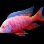 Aulonocara Dragon red Albina