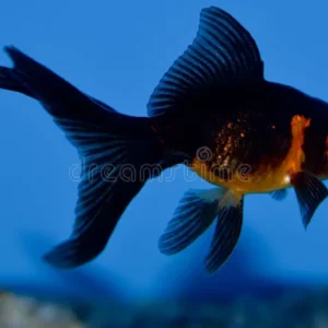 JAPONES RED BLACK TELESCOPIO