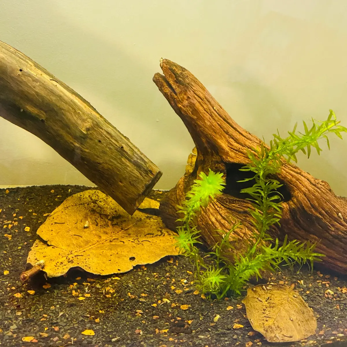 15 Folhas De Amendoeira Secas Para Tratamento De Aquario DinhoS Reef - Imagem 2