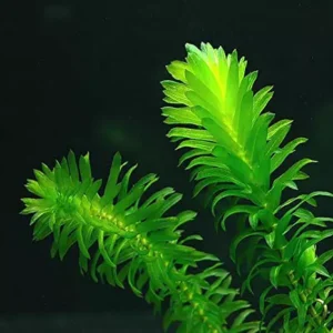 8a21c1a00e220d9de50acb6b23cf7516.webp Planta Natural Elodea