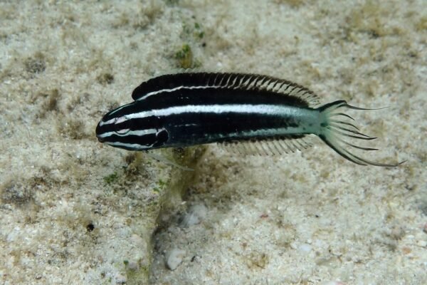 9f118868102e4ef69131f98530e35572.jpg Kamoharai Blenny