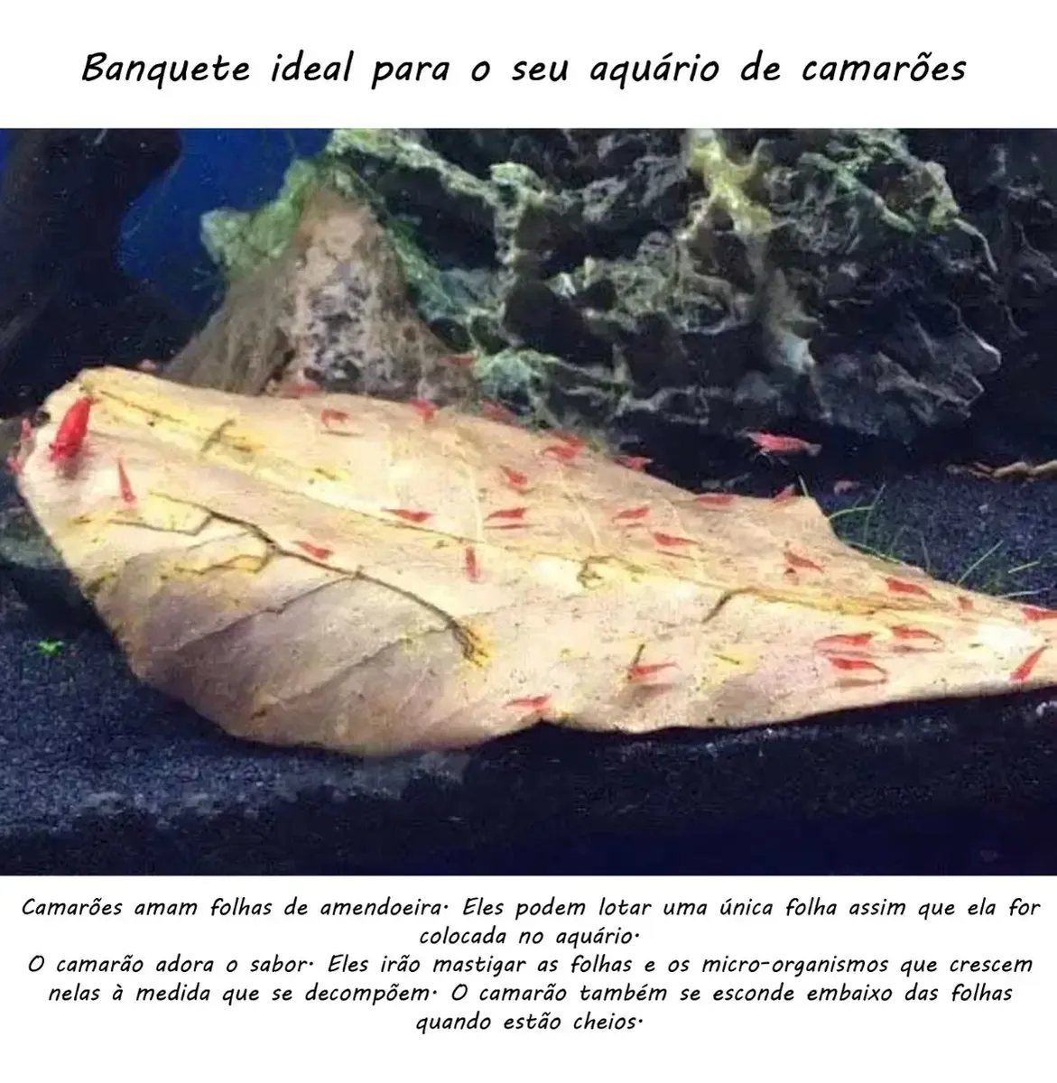 15 Folhas De Amendoeira Secas Para Tratamento De Aquario DinhoS Reef - Imagem 3
