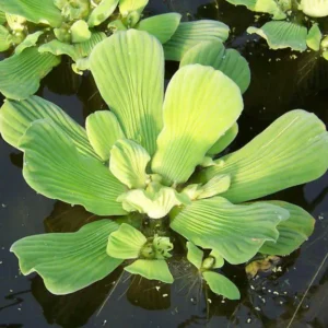 fc6b30e42756417a67a0bbed418f8a75-2.webp Planta Natural Pistia stratiotes (Alface d'água)