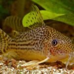 Corydora Haraldschultzi/Mosaico