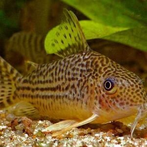 Corydora Haraldschultzi/Mosaico
