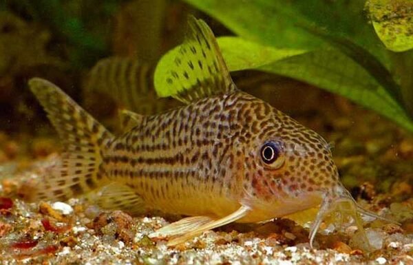 113e5f665ba5ca51b4ac112e805f47c1.jpg Corydora Haraldschultzi/Mosaico