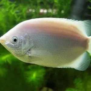Peixe Beijador