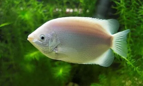 Peixe Beijador