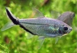 Tetra Fortuna