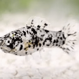Molinésia Dalmata