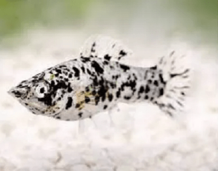 Molinésia Dalmata