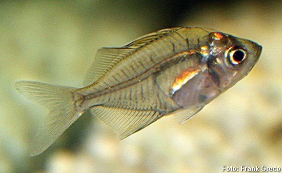 Peixe Vidro
