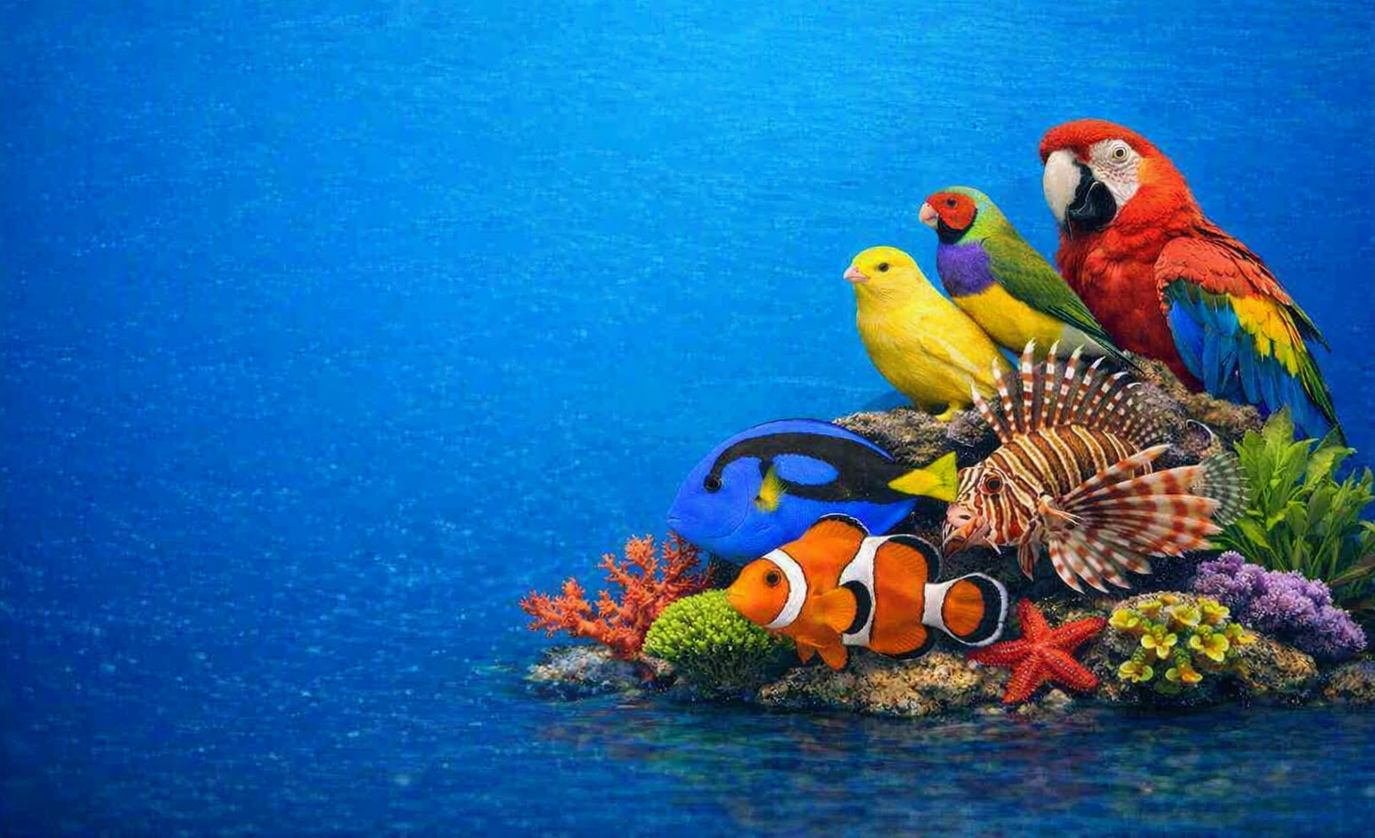 Peixe Papagaio Orange Borrado