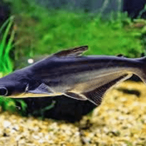 Pangasius