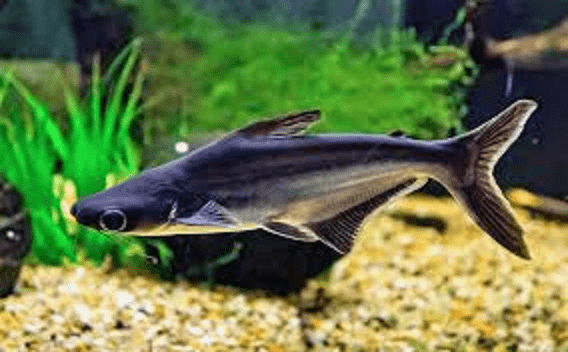 c43a46031c92ed3c5c55cee6cff12415.png Pangasius