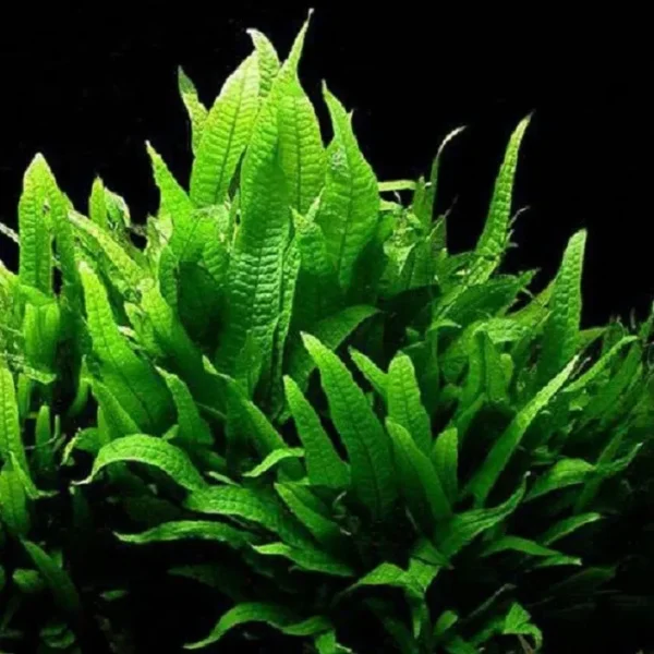 Planta Natural microsorum