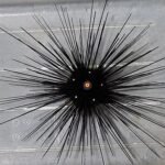 Ouriço Long Spine (Diadema setosum)