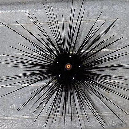 Ouriço Long Spine (Diadema setosum)