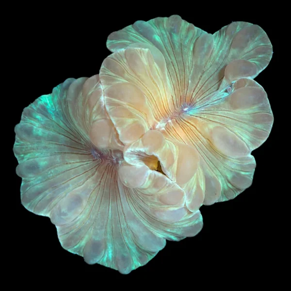 Coral Fox