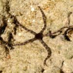 Ophiuros  Ophiuroidea Listrado