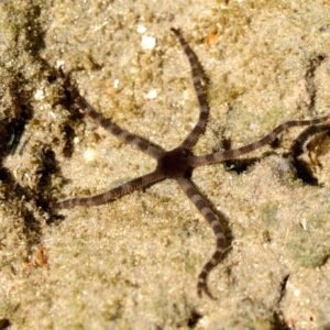 Ophiuros Ophiuroidea Listrado