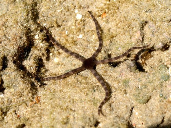 Ophiuros  Ophiuroidea Listrado