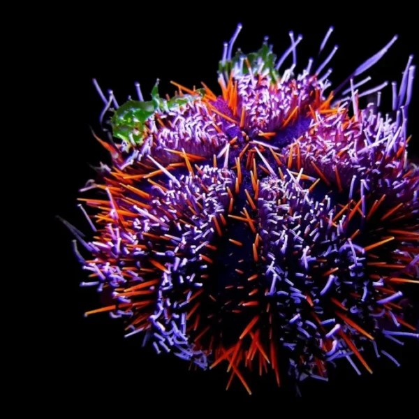 OURIÇO MULTICOLOR TUXEDO Tuxedo Urchin