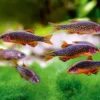Rasbora Galaxy (Danio margaritatus)