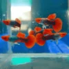 Casal de Guppy Tuxedo Koi – Qualidade de Linhagem Pura e Cores Vibrantes!
