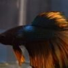 54a5eb3b20107c0f994a1f5bc7726b11-2.jpg Betta Macho Mustard Gas