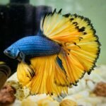 Betta Macho Mustard Gas