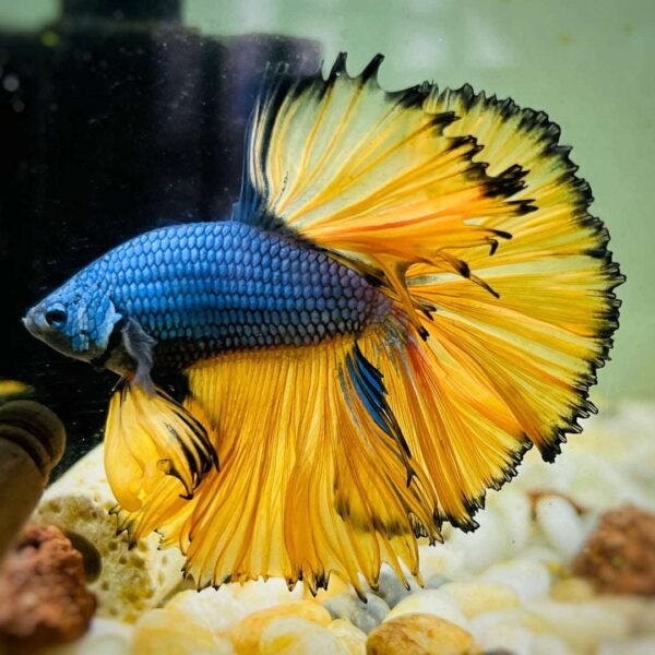 Betta Macho Mustard Gas