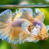 Betta Macho Dumbo yellow