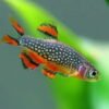 Rasbora Galaxy (Danio margaritatus)
