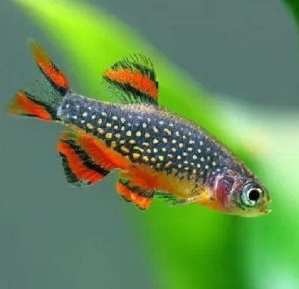 Rasbora Galaxy (Danio margaritatus)
