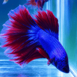 Betta Macho Halfmoon Bicolor