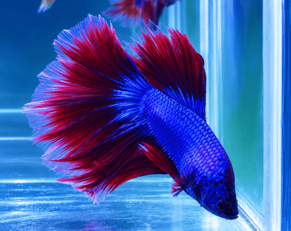 Betta Macho Halfmoon Bicolor