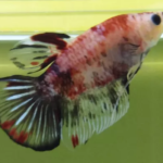 Betta Fêmia koy LT