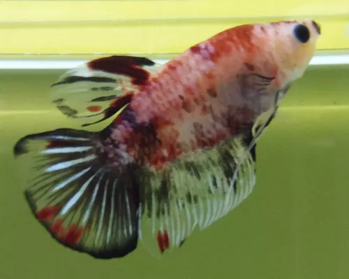 Betta Fêmia koy LT