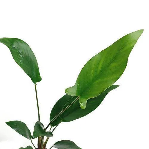 Planta Natural Anubia Barteri Hastifolia